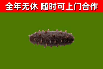 惠东县回收海参干